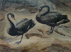 Eric BYRD "Black Swans", 1943 - ink & watercolour - 39x53 cm