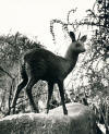 Hennie POTGIETER "Klipspringer" bronze, life-size - Coll. Pretoria Zoo (Img Dotman Pretorius)